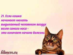 Интересные факты о кошках