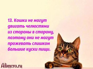 Интересные факты о кошках