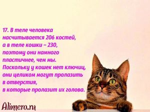 Интересные факты о кошках