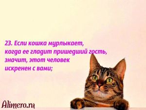 Интересные факты о кошках