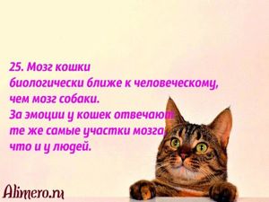 Интересные факты о кошках