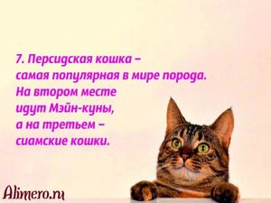 Интересные факты о кошках