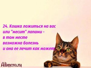 Интересные факты о кошках
