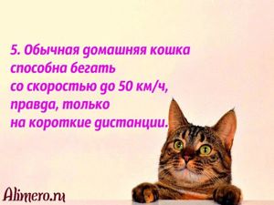 Интересные факты о кошках