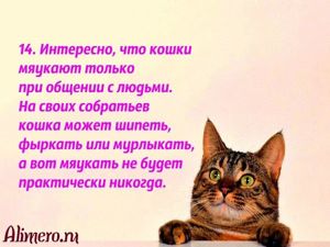 Интересные факты о кошках
