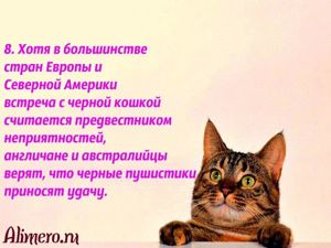 Интересные факты о кошках