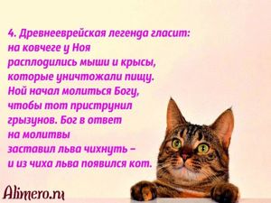 Интересные факты о кошках