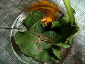 Маринованные помидоры черри с ложными маслинами
