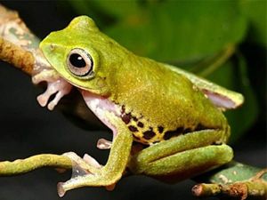 За свою жизнь взрослая лягушка съедает 3 тонны комаров и даже больше! За свою жизнь взрослая лягушка съедает 3 тонны комаров и даже больше!