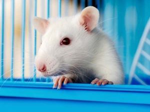 4. Домашние декоративные крыски. Они очень любят различные висячие гнезда, типа гамаков, подвесных корзинок или шаров, предпочитают их любым другим "норкам". Крыс нельзя держать на сквозняке или на солнцепеке. Это очень вредно для них! 4. Домашние декоративные крыски. Они очень любят различные висячие гнезда, типа гамаков, подвесных корзинок или шаров, предпочитают их любым другим "норкам". Крыс нельзя держать на сквозняке или на солнцепеке. Это очень вредно для них!