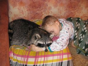 13. Енот. Стоит он не дороже породистой собаки — 25–30 тысяч рублей. Для енота потребуется большая клетка (но будьте готовы к тому, что в ней он будет кричать и рваться на волю) или отдельная комната. Енота нельзя оставлять без присмотра, особенно надолго. Енота можно приучить к лотку, а вот отучить от периодических ревизий мусорного ведра вряд ли удастся. 13. Енот. Стоит он не дороже породистой собаки — 25–30 тысяч рублей. Для енота потребуется большая клетка (но будьте готовы к тому, что в ней он будет кричать и рваться на волю) или отдельная комната. Енота нельзя оставлять без присмотра, особенно надолго. Енота можно приучить к лотку, а вот отучить от периодических ревизий мусорного ведра вряд ли удастся.