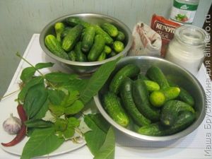 Огурцы соленые Огурцы соленые