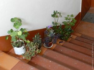 Почему я не люблю квартиры на первом этаже?