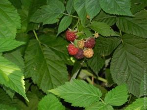 Что для меня лунный календарь: дань суевериям или законам природы?