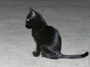 кот кот
