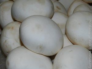 шампиньоны шампиньоны