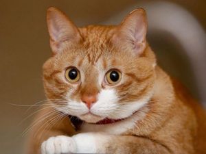 Запах кошачьей мочи можно убрать, если обрабатывать помеченные котом места уксусом, лимонным соком или содой. После мытья стоит воспользоваться эфирными маслами — цитрусовыми или эвкалиптовым, которые не только оставят приятный аромат, но и отобьют у питомца желание метить конкретное место в квартире. Запах кошачьей мочи можно убрать, если обрабатывать помеченные котом места уксусом, лимонным соком или содой. После мытья стоит воспользоваться эфирными маслами — цитрусовыми или эвкалиптовым, которые не только оставят приятный аромат, но и отобьют у питомца желание метить конкретное место в квартире.