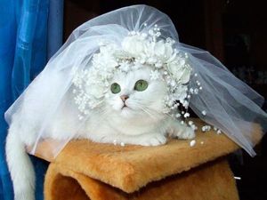 Где же мой жених?.. Где же мой жених?..