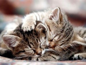 Спи, котенок, сладко-сладко! Сон придет к тебе украдкой. Спи, котенок, сладко-сладко! Сон придет к тебе украдкой.