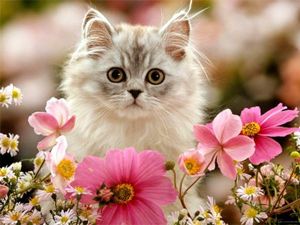Если вам плохо, крепко обнимите кота. Если вам плохо, крепко обнимите кота.