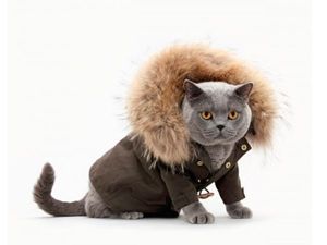 Представитель высокой моды. Представитель высокой моды.