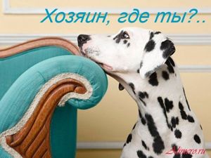 Забавные собаки