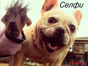 Забавные собаки