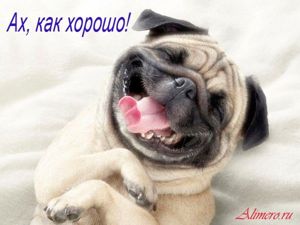 Забавные собаки