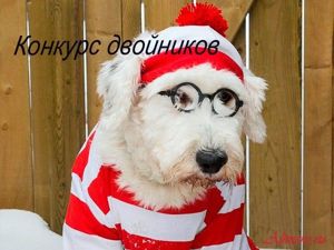 Забавные собаки