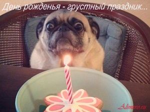 Забавные собаки