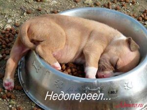 Забавные собаки