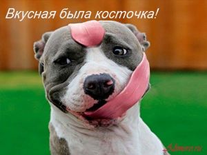 Забавные собаки