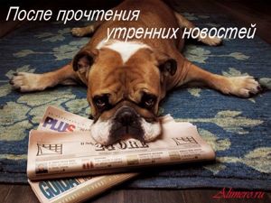 Забавные собаки