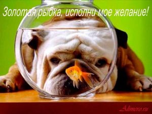 Забавные собаки