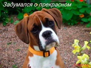 Забавные собаки