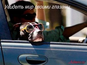 Забавные собаки