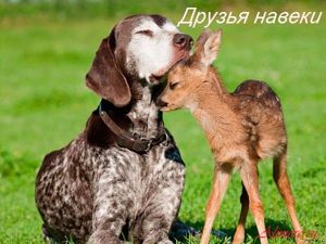 Забавные собаки