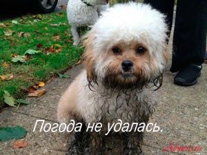 Забавные собаки