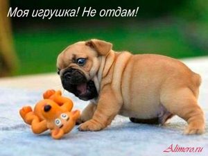 Забавные собаки