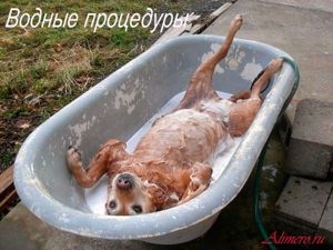 Забавные собаки