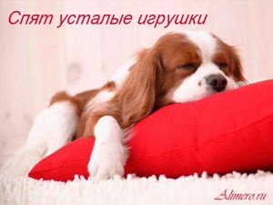 Забавные собаки