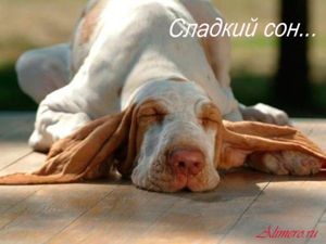 Забавные собаки