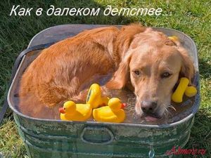 Забавные собаки