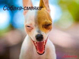 Забавные собаки