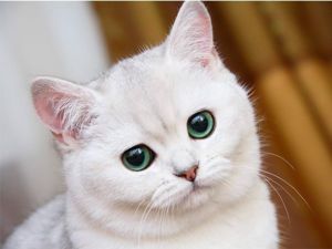 Даже ваши кошки могут извлечь выгоду из оливкового масла! В зависимости от размера кошки, давайте ей 1/4-1/2 чайной ложки оливкового масла, чтобы предотвратить комки в шерсти. Даже ваши кошки могут извлечь выгоду из оливкового масла! В зависимости от размера кошки, давайте ей 1/4-1/2 чайной ложки оливкового масла, чтобы предотвратить комки в шерсти.