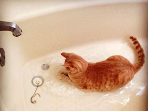 «Для того чтобы выкупать кошку, нужны немалое усилие, настойчивость, сила убеждения - и кошка. Последнее отыскать труднее всего». Стивен Бейкер «Для того чтобы выкупать кошку, нужны немалое усилие, настойчивость, сила убеждения - и кошка. Последнее отыскать труднее всего». Стивен Бейкер
