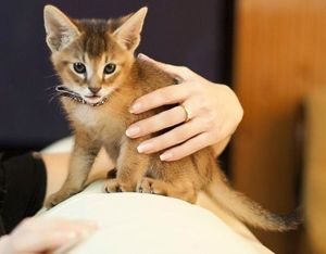Чаузи. Редчайшая порода, родителями которой является домашняя абиссинская кошка и дикая африканская. Выведена американскими заводчиками в 60-х годах прошлого века. В России разведением такой породы никто не занимается. Ей присущи всего три окраса: черный, серебристый и тебби (табби). Очень ласковая и игривая кошка с отличным здоровьем. Чаузи. Редчайшая порода, родителями которой является домашняя абиссинская кошка и дикая африканская. Выведена американскими заводчиками в 60-х годах прошлого века. В России разведением такой породы никто не занимается. Ей присущи всего три окраса: черный, серебристый и тебби (табби). Очень ласковая и игривая кошка с отличным здоровьем.