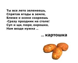 Загадки о фруктах, ягодах и овощах.