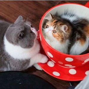 - А я тебя нашел! - А я тебя нашел!