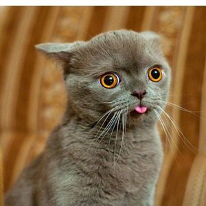 Котейка задумался. Котейка задумался.